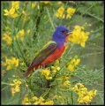 _9SB0244 painted bunting